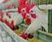 UK: 75% of “Halal” Poultry Falsely Labelled