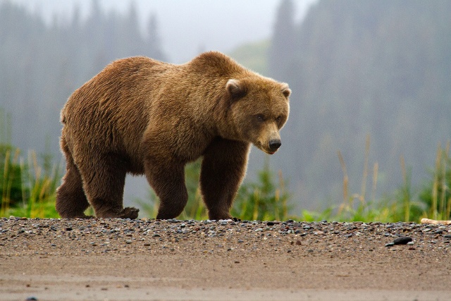 Man in Bear Costume Harasses Bears in Alaska