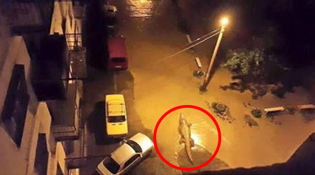 Animals Overrun Tbilisi Following Deadly Flood