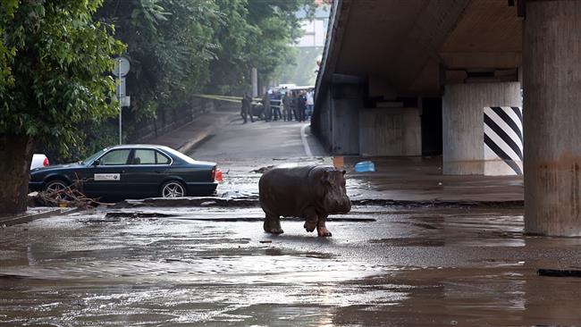 Animals Overrun Tbilisi Following Deadly Flood