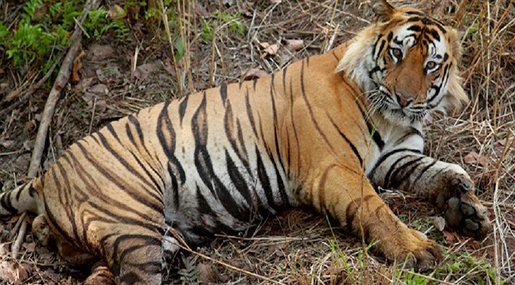 Tiger Attacks Keeper on Morning Walk!