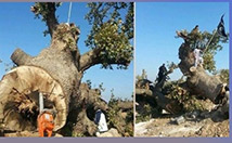 Insurgents Cut Down 150-Year Old Tree for Being ‘Worshipped’ 