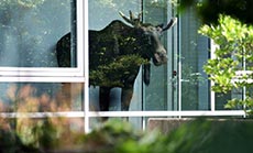 Elk Traps Himself in German Office Building 