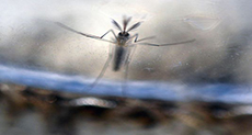 Do Mice Speed Up Zika Drug Development?
