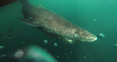 Sluggish Arctic Shark World’s Oldest Creature
