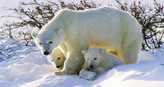 Polar Bear Numbers to Plummet By 1/3 in Next 4 Decades