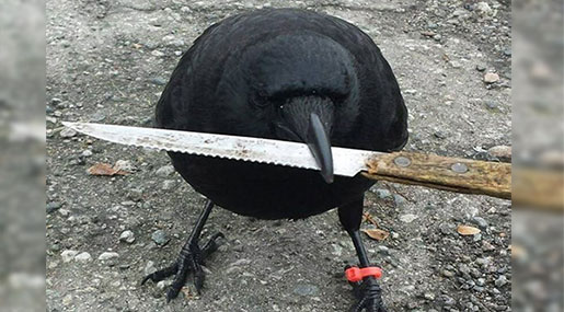 Crazy Crow Halts Vancouver Mail Delivery