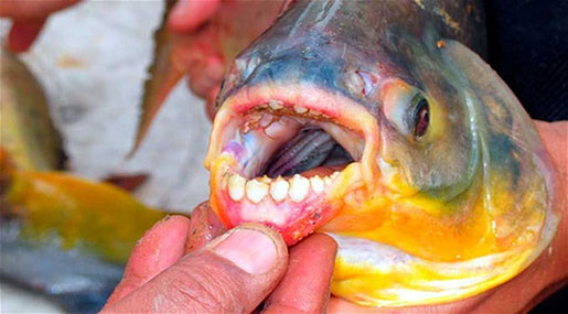 Swedish Fishermen Pull Out Piranha-Like ’Ball-Cutter’