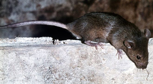 Disabled Girl Mutilated by Rats in French Home