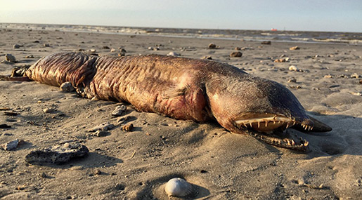 Mysterious Fanged Sea Creature Washes Up in Texas