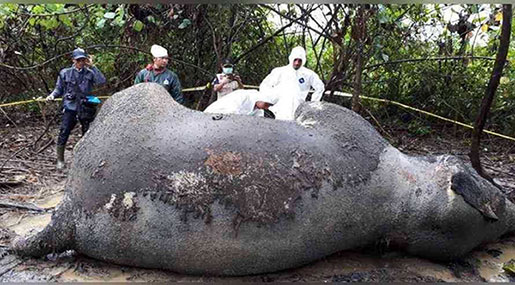 Pregnant Elephant ’Deliberately Poisoned’ at Indonesian Plantation