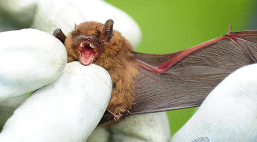 Child Dies of Rabies after Being Scratched by Infected Bat