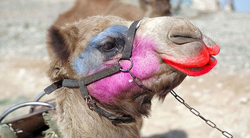 Botox Scandal? Camels Disqualified From Annual Saudi Beauty Contest!