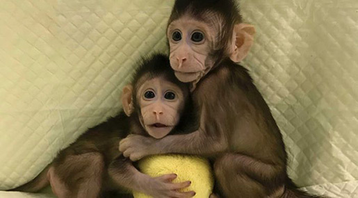 Two Macaques Are First Ever Monkeys To Be Cloned