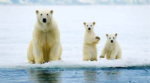 Polar Bears Could Face Extinction Faster Than Thought