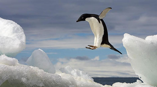 1.5 Million Adélie Penguins Discovered on Remote Antarctic Islands