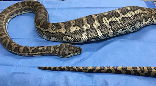 Python Undergoes Surgery to Remove Pilfered Slipper from Stomach