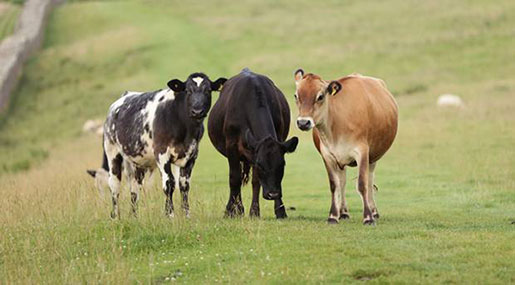 New Zealand to Kill 150,000 Cows to End Bacterial Disease
