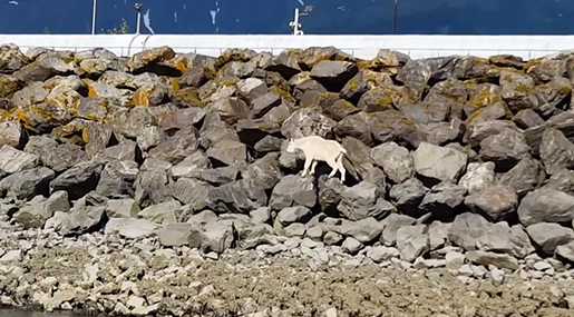 Alaskan Mountain Goat