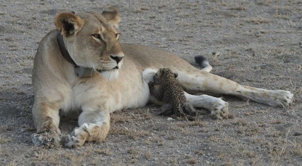 Mother Lionessnursing a leopard cub