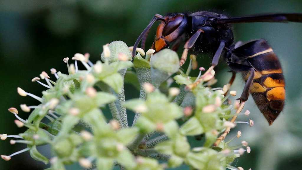 Native Bee Species Could Be «Wiped Out» As Asian Hornets Spread Across UK