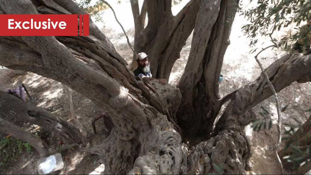 A Palestinian Tree Resisting Occupation