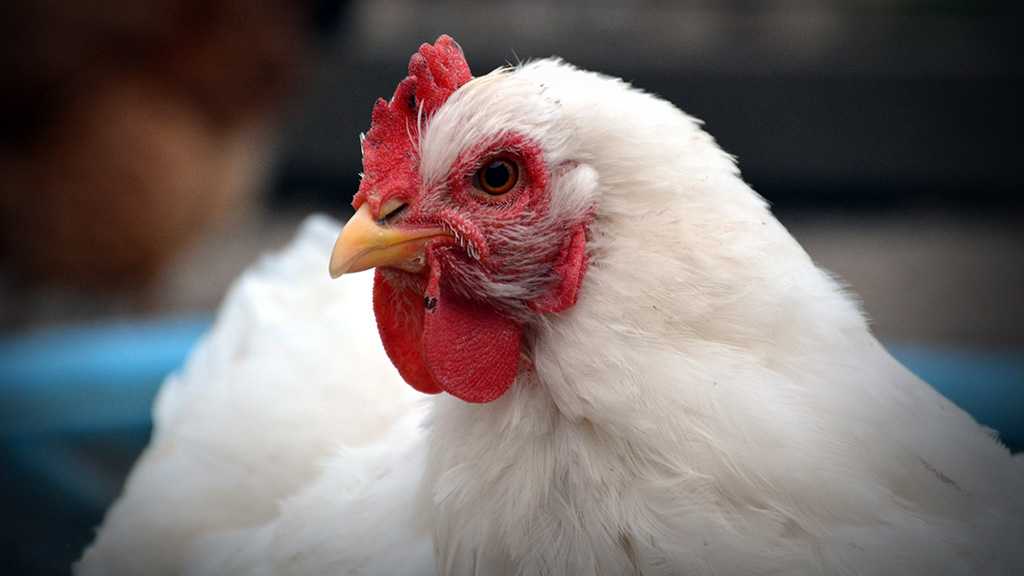 What Makes Chickens Happy?