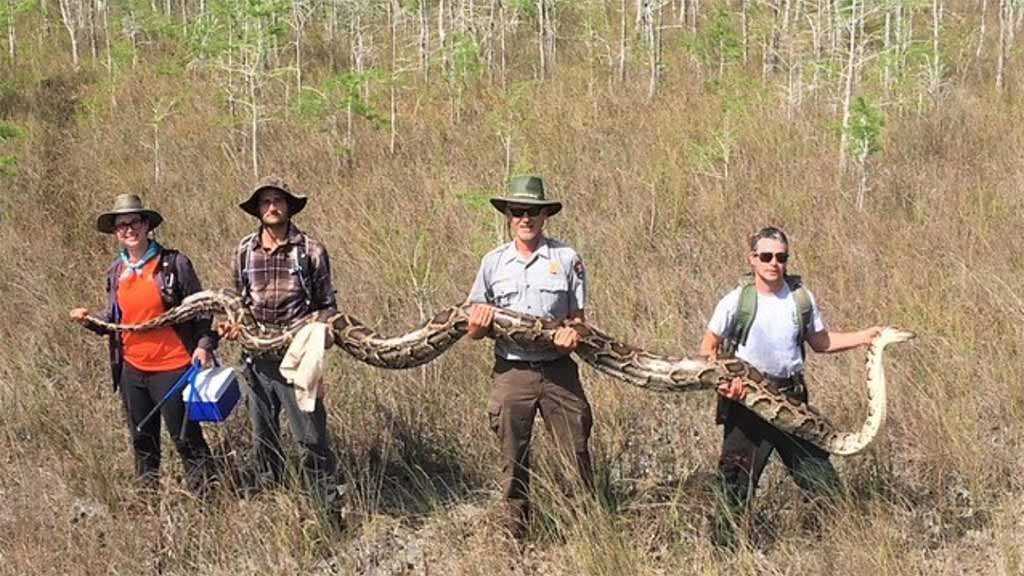 Massive 17-Foot Python Located in Florida National Park