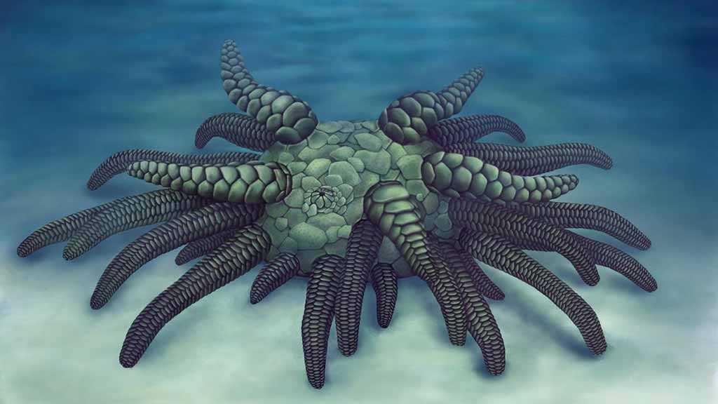 Scientists Discover 430 Million-Year-Old Sea Cucumber