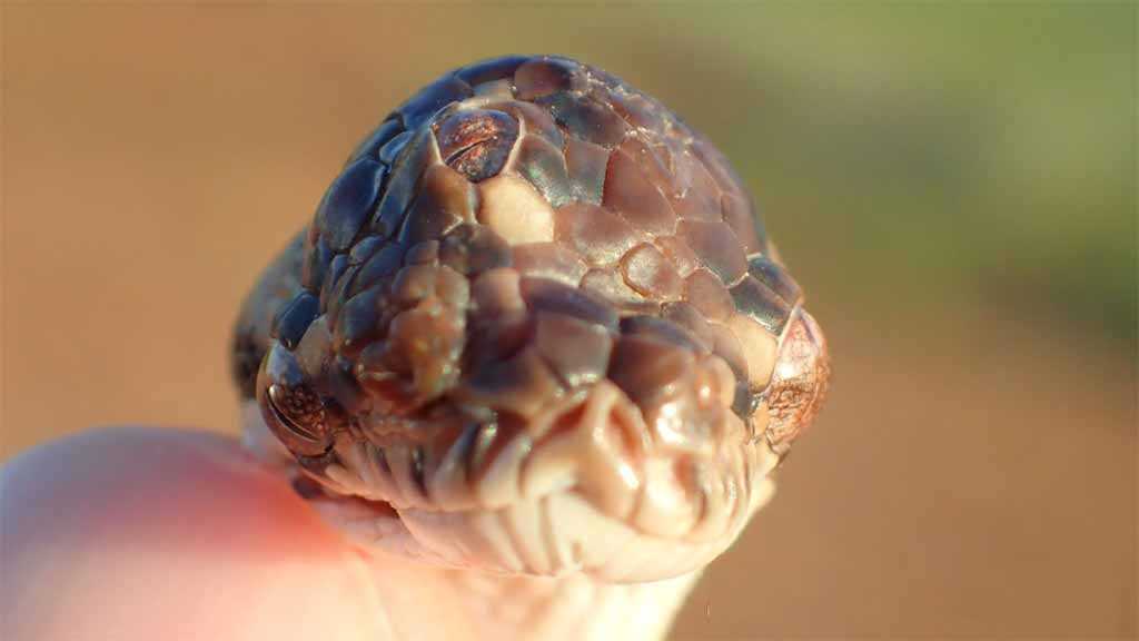 Bizarre Three-Eyed Snake Discovered in Australia