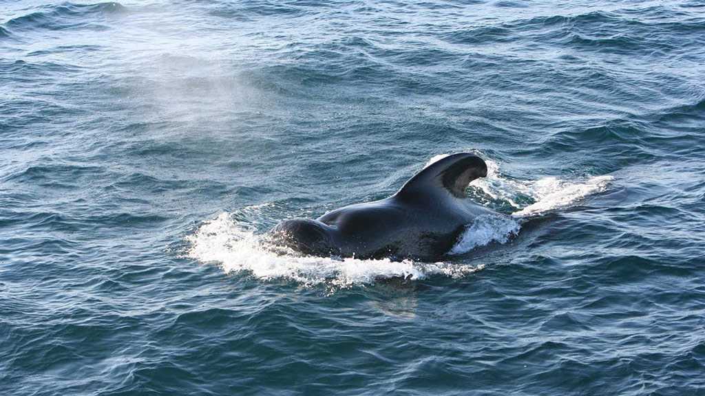 New Subspecies of Pilot Whale Discovered after 250-Year-Old Theory Proved Correct