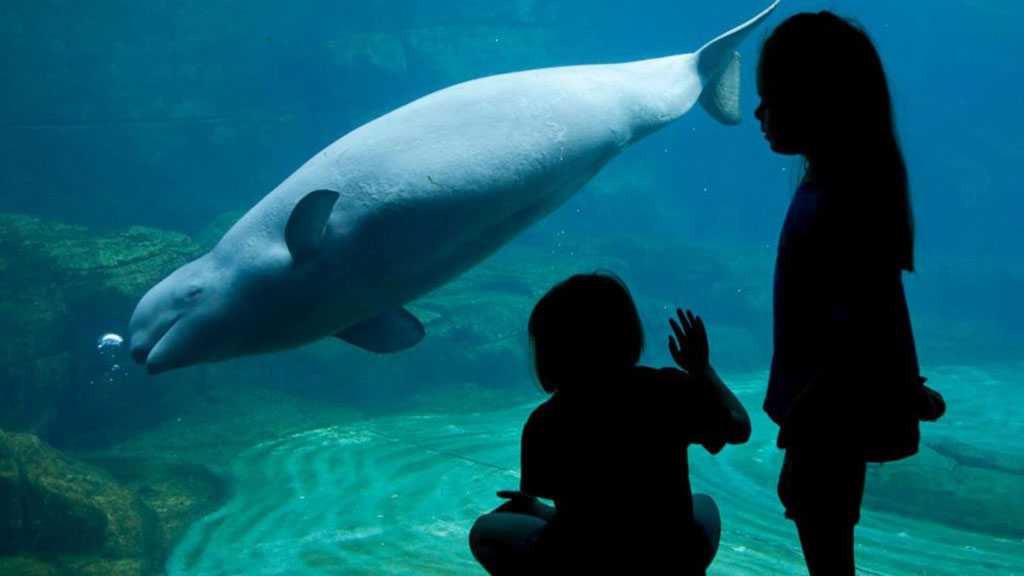 Canada Passes Law Banning Holding Dolphins and Whales in Captivity