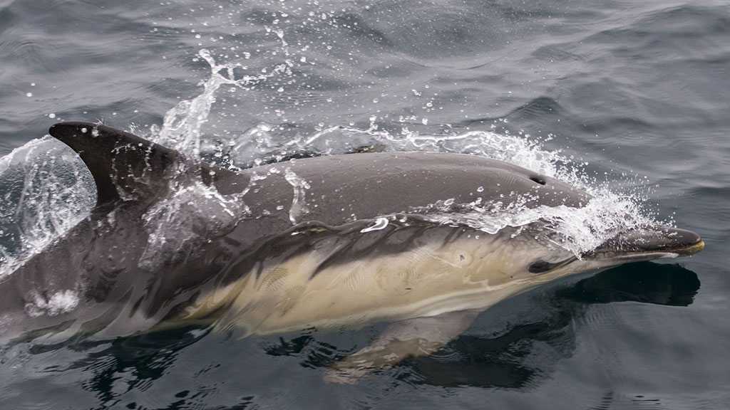 Dolphins Could Have Different «Handedness» Just Like Humans!