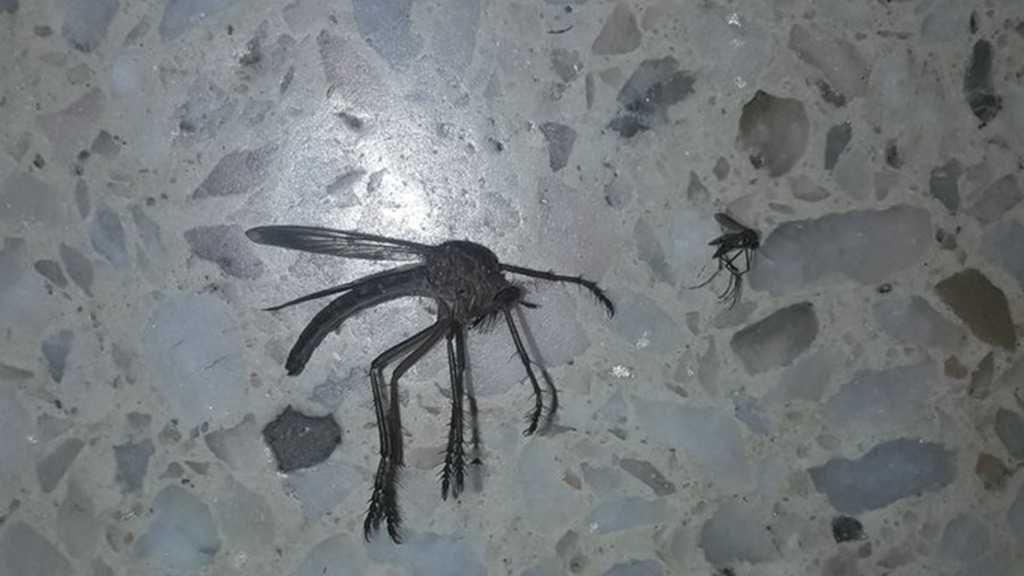 Photo of Giant «Mosquito» Found in Argentina Leaves Twitter Aghast