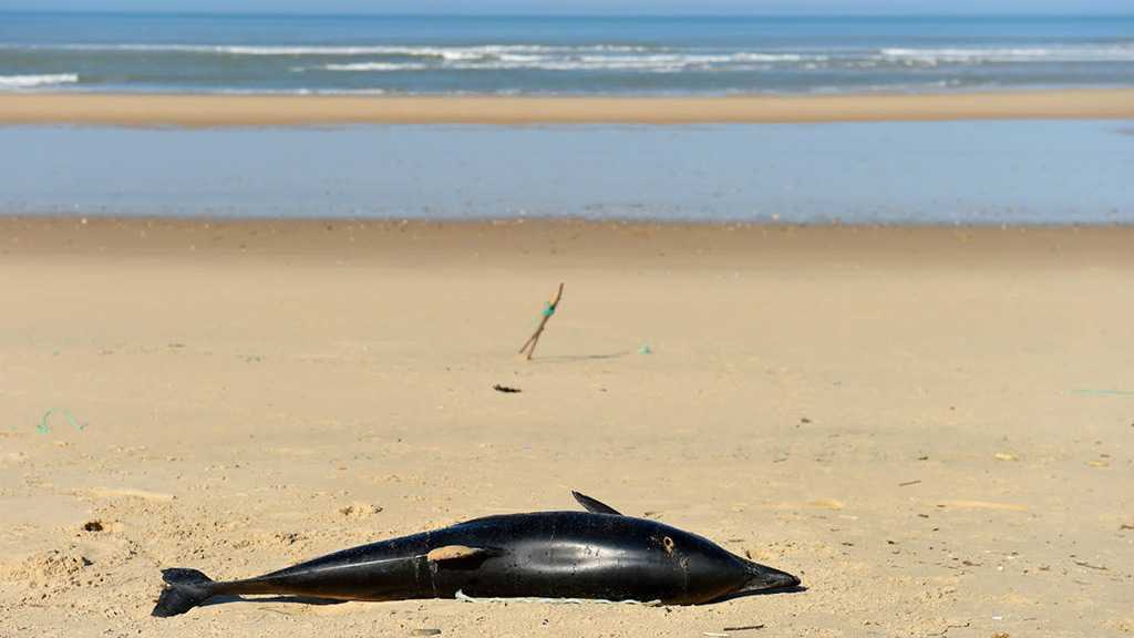 Hundreds of Dead Dolphins Wash Up on French Beaches