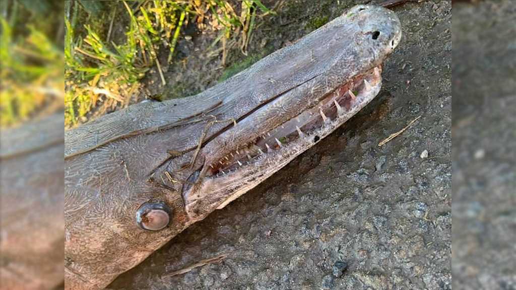 Mysterious Sea Fish-Crocodile Creature Found on a Road in Wales
