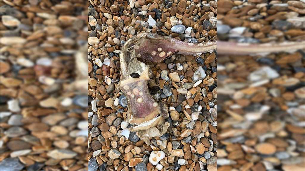 Enigmatic Sea Beast’s Corpse Found on a Beach in UK