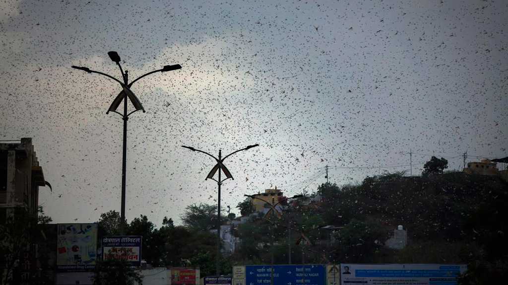 Desert Locusts Threaten India’s Summer Crops