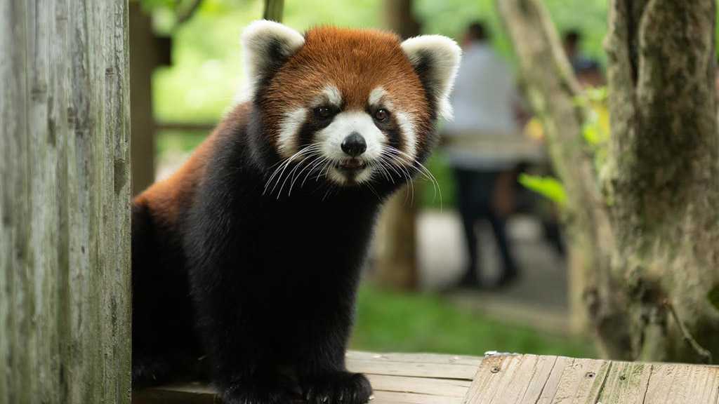 Columbus Zoo Searches for Missing Red Panda