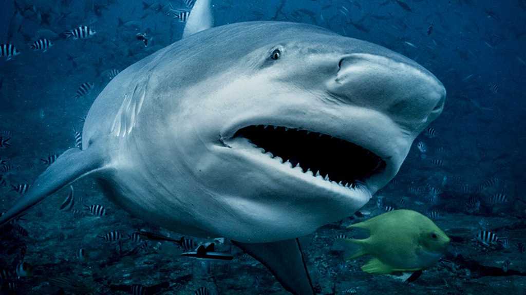 Over Half A Million Sharks Could Be Killed for COVID-19 Vaccine