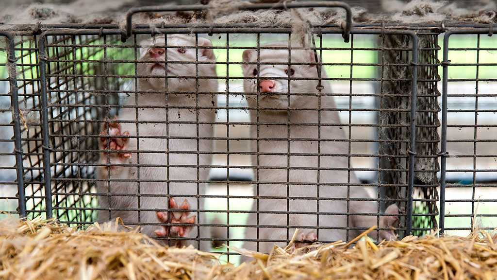 US Agency Reveals Utah Mink is First Wild Animal to Contract COVID-19