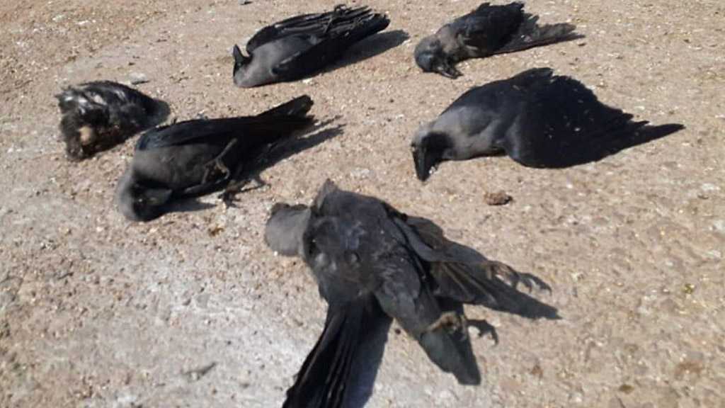 Panic Strikes Following Mass Death of Crows in India amid COVID-19 Pandemic