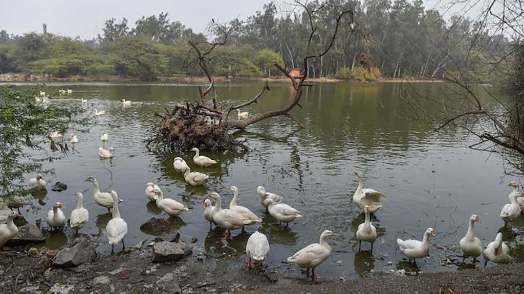 Spread Time: Bird Flu Spreads across India