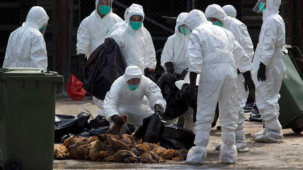 S Korea Culled Nearly 22Mln Farm Birds in 2 Months Due to Bird Flu