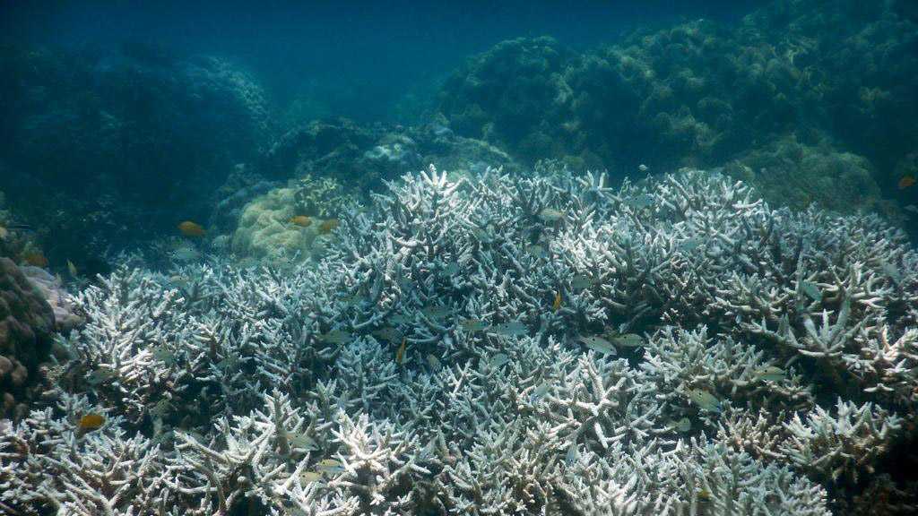 Global Warming Kills 14 Percent of World’s Corals in 10 Years