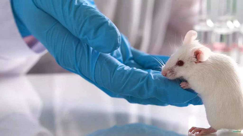 Taiwan Probing If Lab Mouse Bite Behind COVID-19 Infection