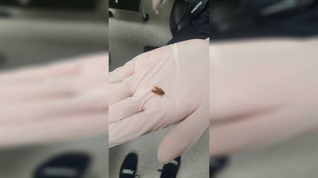 New Zealand Man Learns About Cockroach Living in His Head