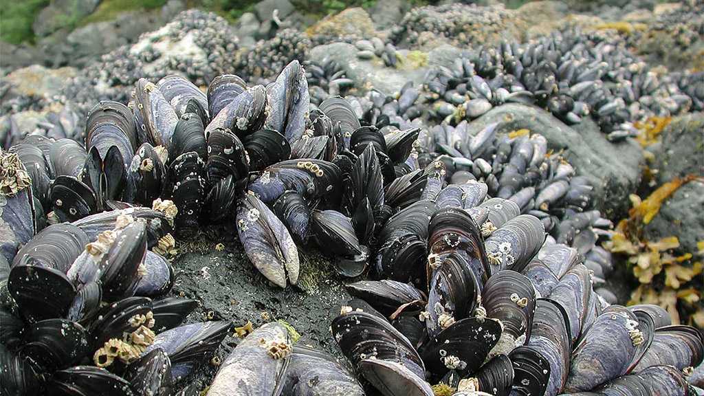 Contagious Blood Cancers Among Clams Trigger Ecological Threat Concerns