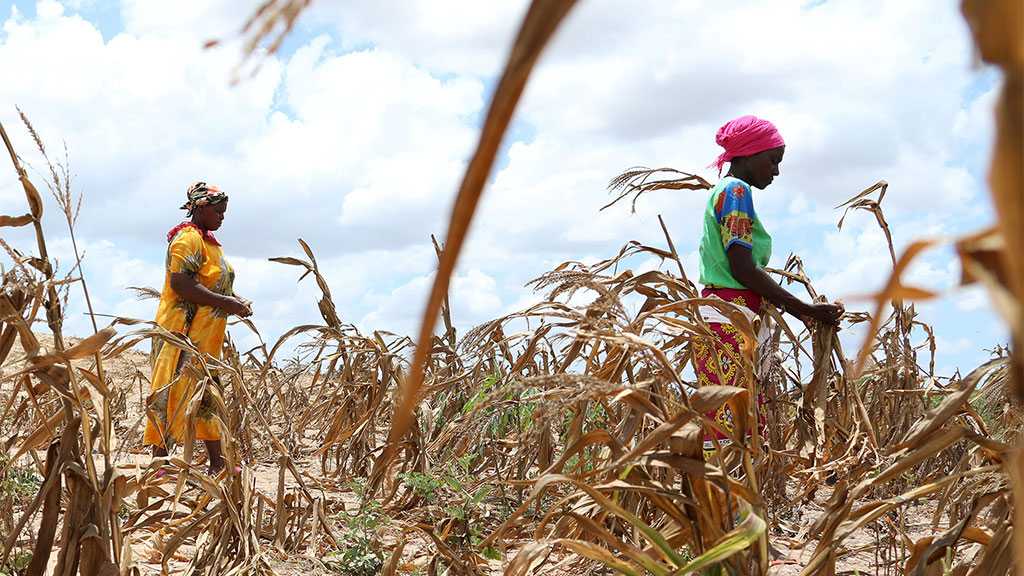 Worst Drought in 40 Years Threatens Millions in Horn of Africa - WFP