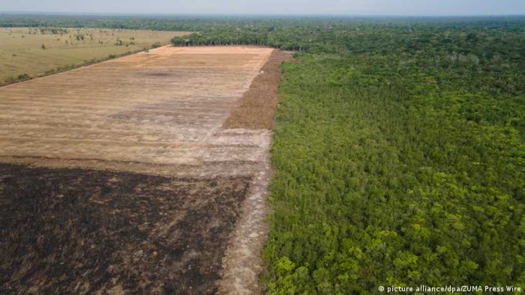 New Record: Brazil’s Amazon Deforestation Hits April High